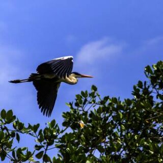Je nach Wahl in 14 oder 18 Tagen die Highlights von Ecuador erleben: mit oder ohne die faszinierende Tierwelt der Galápagos-Inseln