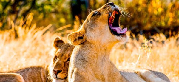 Löwen im Etosha National Park