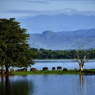 Sri Lanka gefuehrte Rundreisen 2025 | Tinta Tours Erlebnisreisen