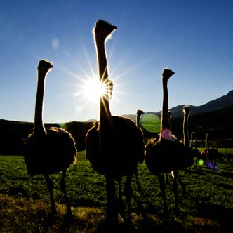 Südafrika deutschsprachig gefuehrte Gruppenreise 2025 | Tinta Tours Erlebnisreisen