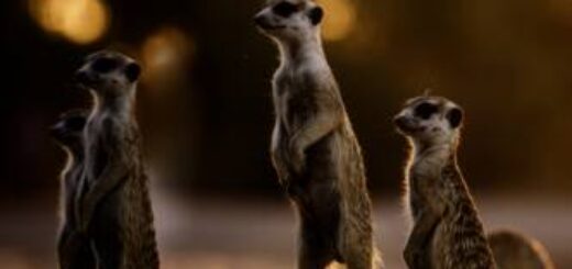 Auf einer 20-tägigen Reise auf dem Landweg vom Krügerpark über Eswatini nach Hluhluwe