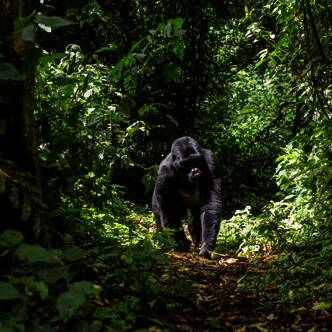 Uganda-Rundreise-2025-3