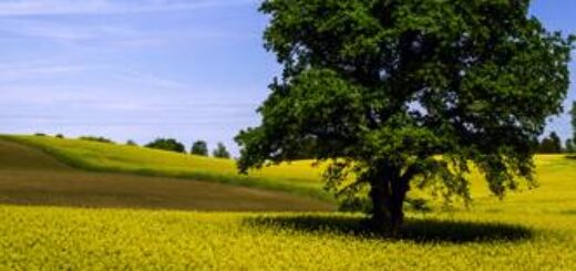 Baltikum deutschsprachig gefuehrte Studienreisen 2025  | Tinta Tours Erlebnisreisen