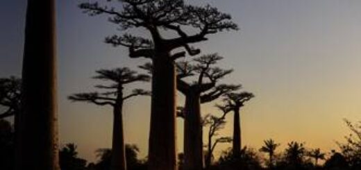 Madagaskar deutschsprachig gefuehrte Studienreisen 2026  | Tinta Tours Erlebnisreisen