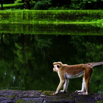 Sri-Lanka-Rundreise-2025-3
