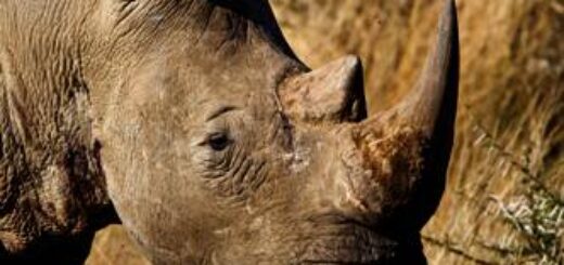 Südafrika deutschsprachig gefuehrte Studienreisen 2025  | Tinta Tours Erlebnisreisen