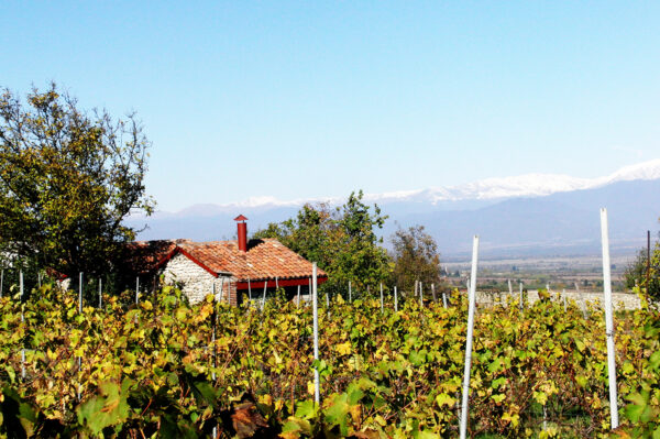 Kachtien, Wein, Haus, Berg, Gebirge, Herbst, Weinberg, Mauer, Kaukasus
