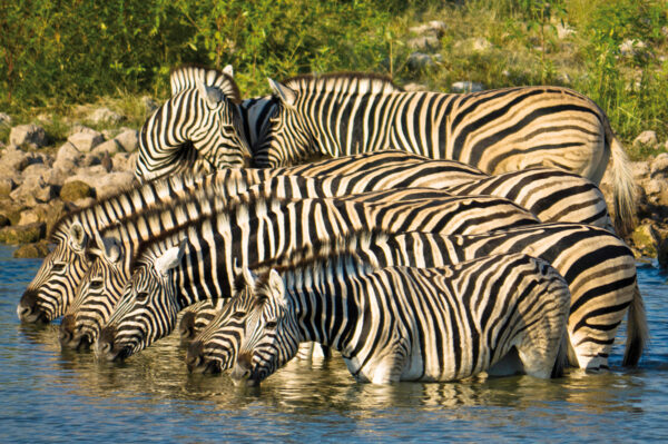 Tinta Tours Erlebnisreisen - Gruppenreise Namibia 2025 / 2026