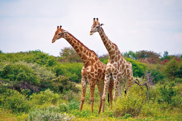 Tinta Tours Erlebnisreisen - Gruppenreise Namibia 2025 / 2026