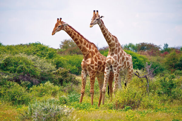 Tinta Tours Erlebnisreisen - Gruppenreise Namibia 2025 / 2026