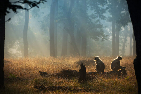 Erlebnisreise-Indien-Wo-die-wilden-Tiere-wohnen-4