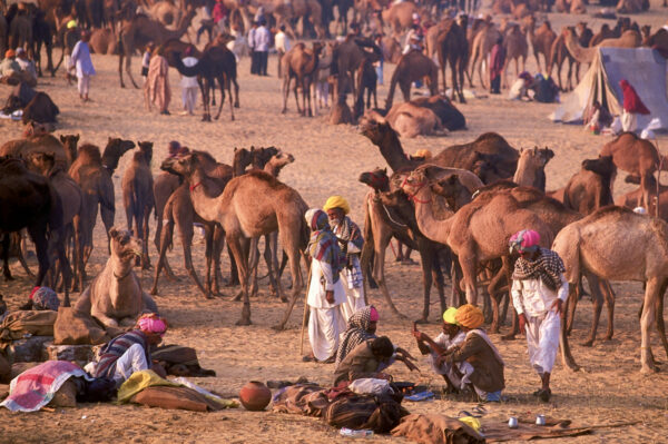 20-Tage-Erlebnisreise Indien 2025 / 2026 | Tinta Tours Erlebnisreisen