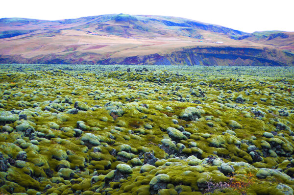 Gruppenreise Island 2025 / 2026 - Tinta Tours Erlebnisreisen