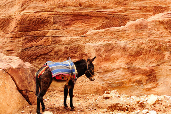 Erlebnisreise-Jordanien-Highlights-4