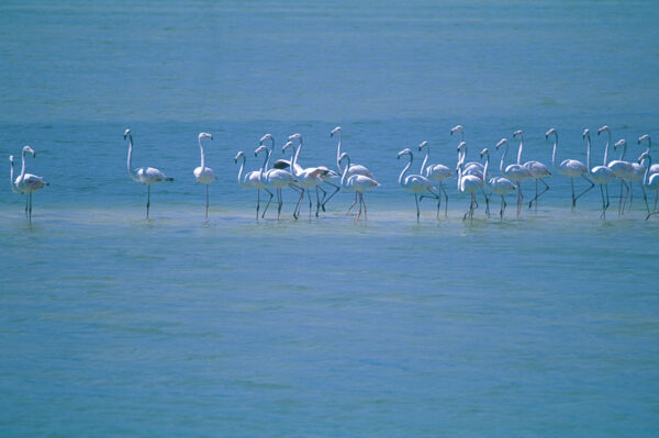 Tinta Tours Erlebnisreisen - Gruppenreise Kenia 2025 / 2026