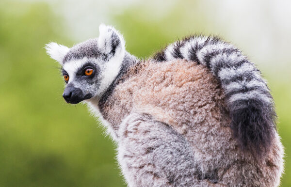 18-Tage-Erlebnisreise Madagaskar 2025 / 2026 | Tinta Tours Erlebnisreisen