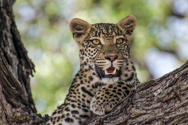 14-Tage-Erlebnisreise Botswana 2025 / 2026 | Tinta Tours Erlebnisreisen
