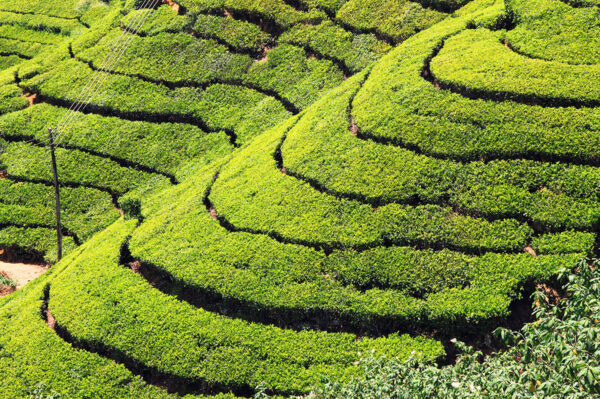 Gruppenreise Sri Lanka 2025 / 2026 - Tinta Tours Erlebnisreisen