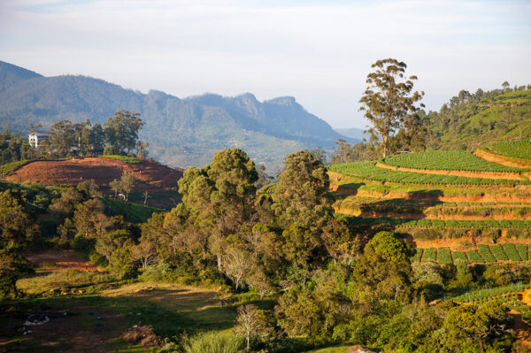 Erlebnisreise-Natuerlich-Sri-Lanka-4