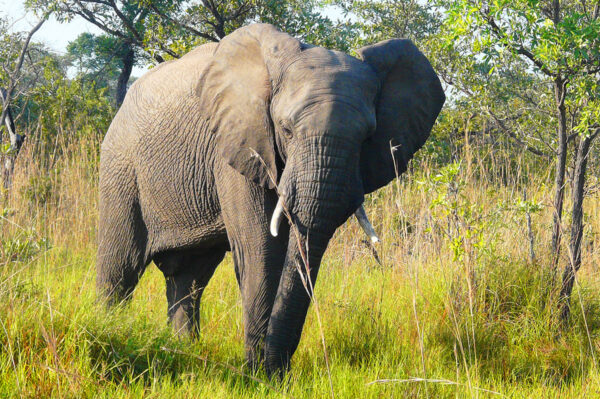 Südafrika Classics Erlebnisreise - 2025 / 2026 | Tinta Tours Erlebnisreisen