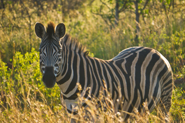 Erlebnisreise-Suedafrika-Classics-4
