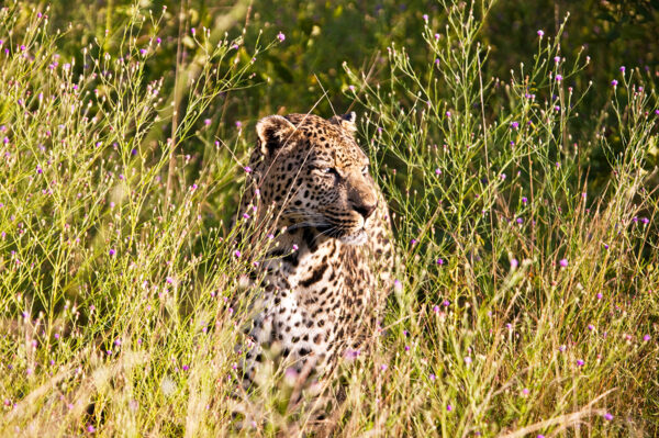 Südafrika - freie Wildnis und Indischer Ozean Erlebnisreise - 2025 / 2026 | Tinta Tours Erlebnisreisen