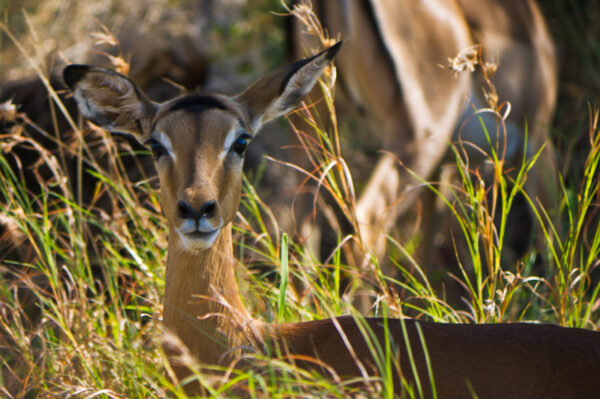 Erlebnisreise-Suedafrika-freie-Wildnis-und-Indischer-Ozean-4