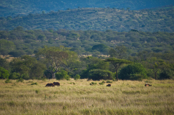 Südafrika und Mauritius Erlebnisreise - 2025 / 2026 | Tinta Tours Erlebnisreisen