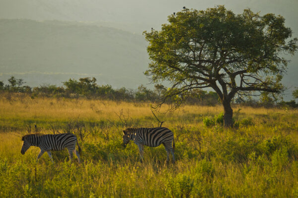 Tinta Tours Erlebnisreisen - Gruppenreise Südafrika 2025 / 2026