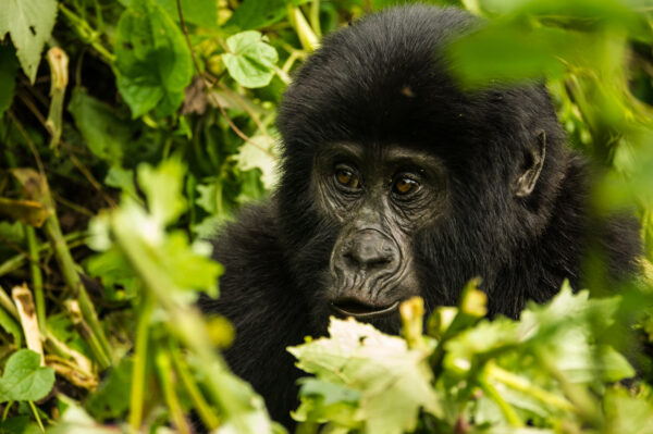Uganda - Im Land der Berggorillas Erlebnisreise - 2025 / 2026 | Tinta Tours Erlebnisreisen