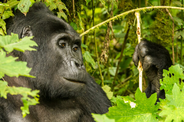 13-Tage-Erlebnisreise Uganda 2025 / 2026 | Tinta Tours Erlebnisreisen