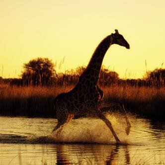 Botswana-–-Caprivi-Rundreise-2026ST7545F7545F7545F-4