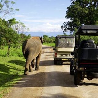 Vielfältige Rundreise in knapp zwei Wochen zu den Höhepunkten Sri Lankas Young Traveller | Tinta Tours Erlebnisreisen