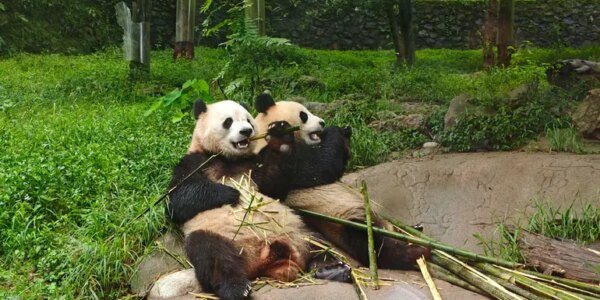 10-Tage-Adventure-Trip Journeys: Pandas & the Peaks of Zhangjiajie