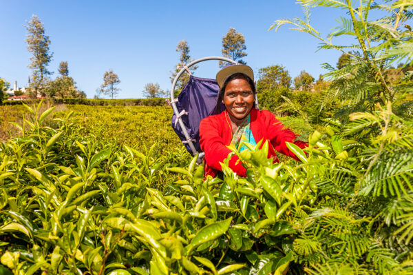 Studienreise Sri Lanka - heilige Insel des Buddhismus 2025/2026 | Erlebnisrundreisen.de
