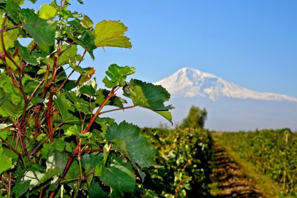 Weinstock im Ararat-Tal in Armenien