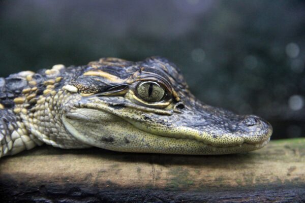 Im Regenwald des Daintree-Nationalparks