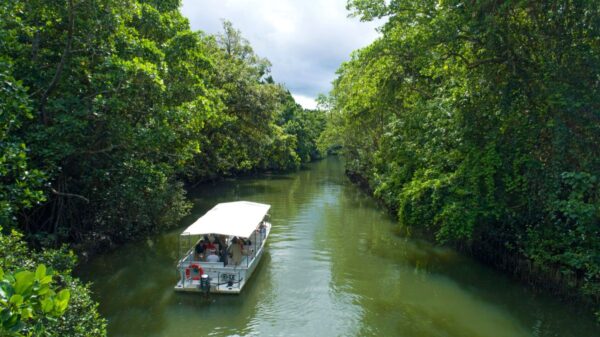 Bootstour auf dem Daintree River