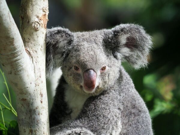 Koala – eines der Wahrzeichen Australiens