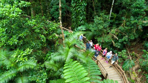 Pfad im Daintree-Nationalpark