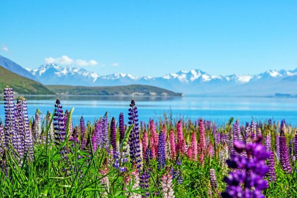 Lupinenblüte am Lake Tekapo
