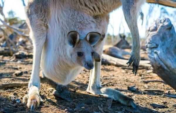 Australiens bekannteste Beuteltiere – die Kängurus