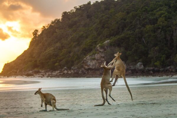Kängurus am Strand in Cape Hillsborough