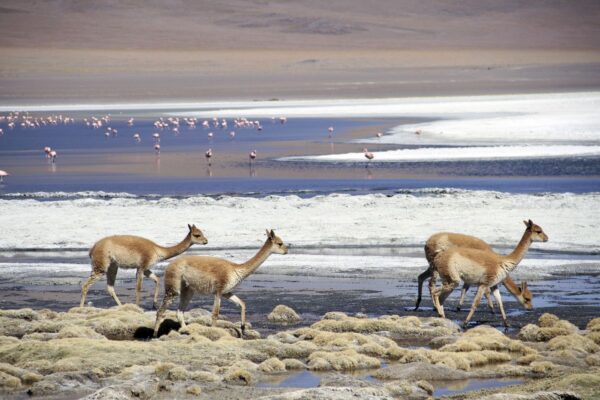 Vicuñas und Flamingos
