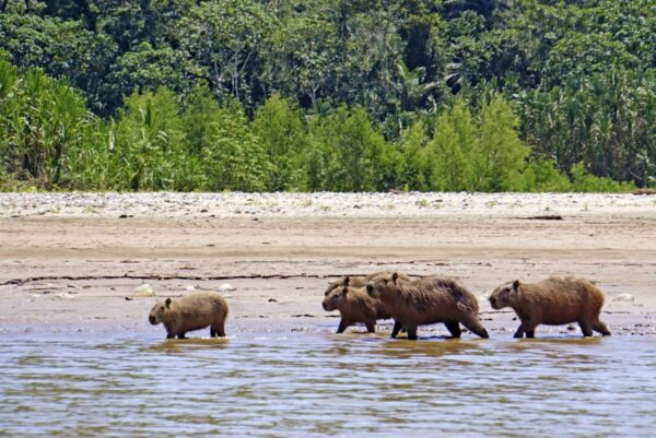 Eine Capybara-Familie (Wasserschweine) im Madidi-Nationalpark
