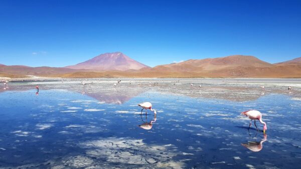 Flamingos in einer Lagune im bolivianischen Altiplano
