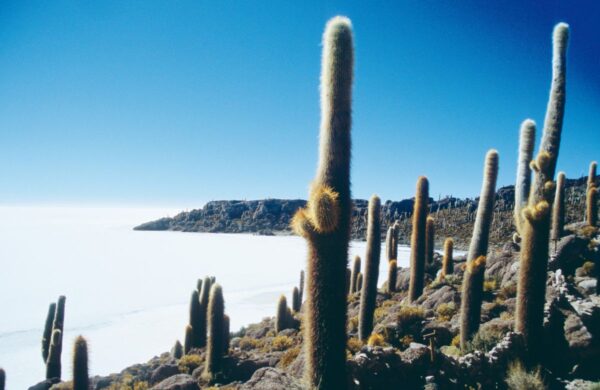 Insel Incahuasi im Salar de Uyuni