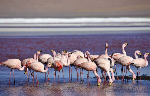Flamingos in der Laguna Colorada