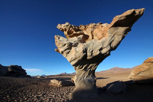 Steinbaum Arbol de Piedra