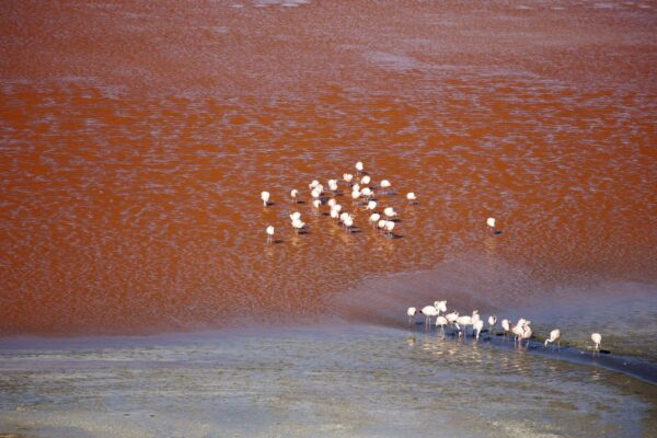 Flamingos in der Laguna Colorada